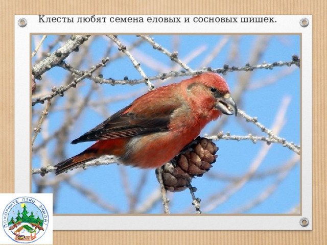 Клесты любят семена еловых и сосновых шишек. 