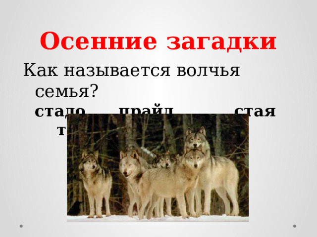 Осенние загадки Как называется волчья семья?   стадо прайд стая табун