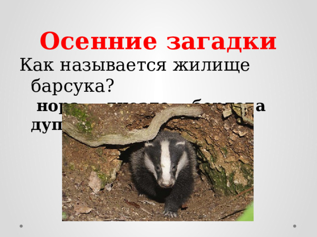 Осенние загадки Как называется жилище барсука?   нора гнездо берлога дупло