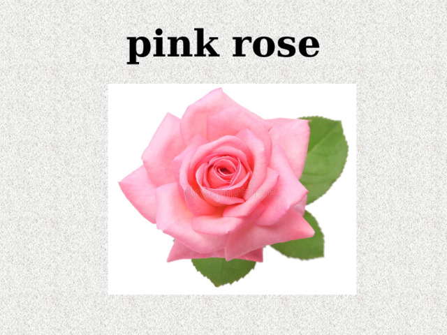 pink rose 