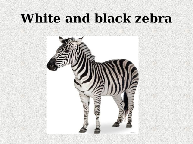 White and black zebra 