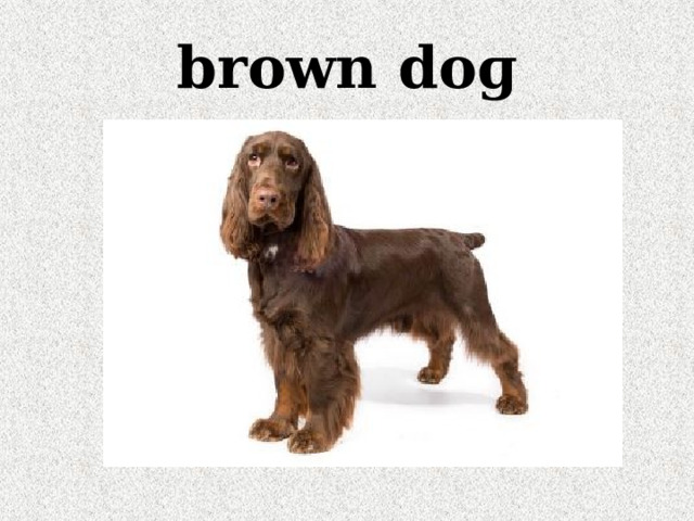 brown doɡ 