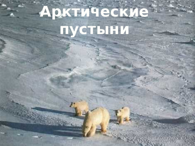 Арктические пустыни 
