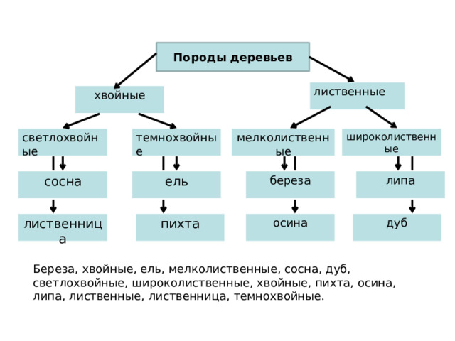 Породы деревьев лиственные хвойные темнохвойные светлохвойные широколиственные мелколиственные сосна береза липа ель пихта лиственница осина дуб Береза, хвойные, ель, мелколиственные, сосна, дуб, светлохвойные, широколиственные, хвойные, пихта, осина, липа, лиственные, лиственница, темнохвойные. 