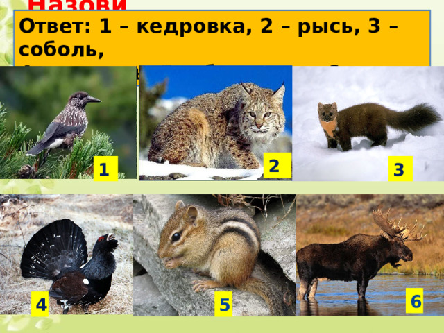 Ответ: 1 – кедровка, 2 – рысь, 3 – соболь, 4 – глухарь, 5 - бурундук, 6 - лось Назови  обитателей тайги 2 3 1 6 4 5 