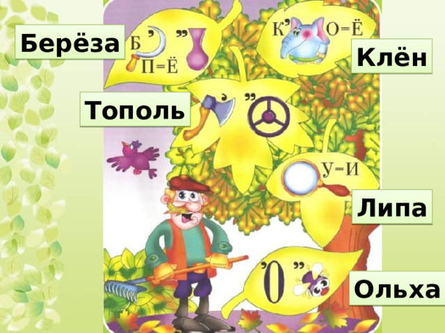 Берёза Клён Тополь Липа Ольха 