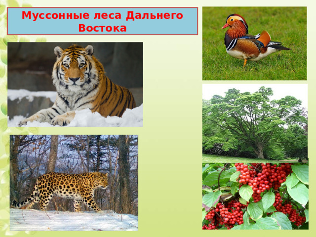 Муссонные леса Дальнего Востока 