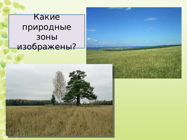 Какие природные зоны изображены? 