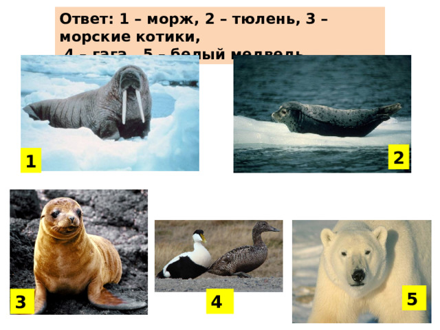 Назови животных Ответ: 1 – морж, 2 – тюлень, 3 – морские котики,  4 – гага, 5 – белый медведь 2 1 5 3 4 
