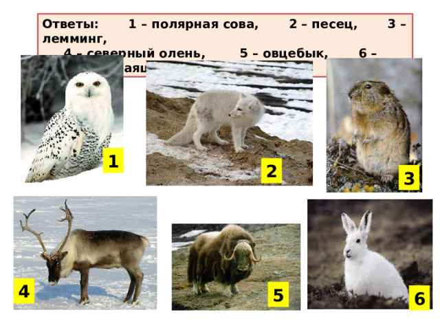 Назови животных Ответы: 1 – полярная сова, 2 – песец, 3 – лемминг,  4 – северный олень, 5 – овцебык, 6 – полярный заяц 1 2 3 4 5 6 