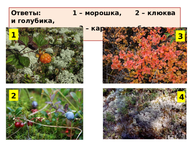 Назови растения Ответы: 1 – морошка, 2 – клюква и голубика,  3 – карликовая береза, 4 - ягель 1 3 2 4 