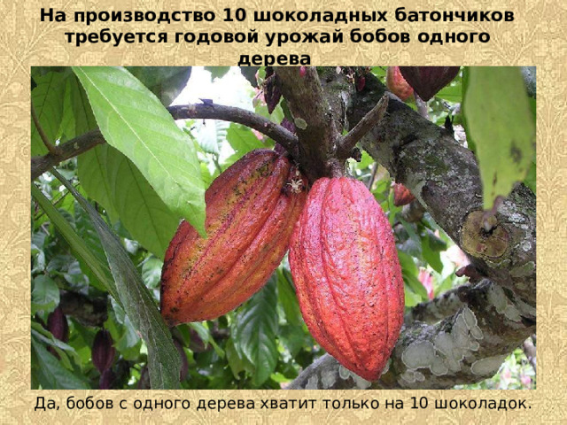 На производство 10 шоколадных батончиков требуется годовой урожай бобов одного дерева  Да, бобов с одного дерева хватит только на 10 шоколадок. 