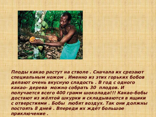  Плоды какао растут на стволе . Сначала их срезают специальным ножом . Именно из этих горьких бобов делают очень вкусную сладость . В год с одного какао- дерева можно собрать 30 плодов. И получается всего 400 грамм шоколада!!! Какао-бобы достают из жёлтой шкурки и складываются в ящики с отверстиями . Бобы любят воздух. Так они должны постоять 8 дней . Впереди их ждёт большое приключение .  