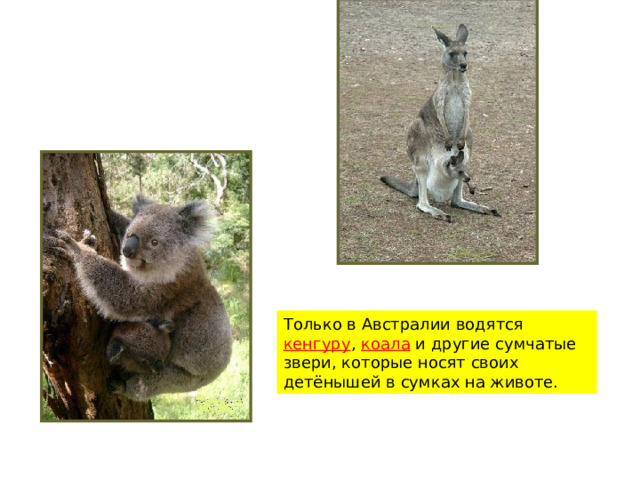 Только в Австралии водятся кенгуру , коала и другие сумчатые звери, которые носят своих детёнышей в сумках на животе. 