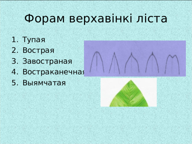 Форам верхавінкі ліста Тупая Вострая Завостраная Востраканечная Выямчатая 