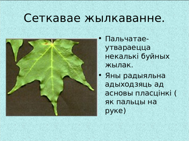 Сеткавае жылкаванне. Пальчатае-утвараецца некалькі буйных жылак. Яны радыяльна адыходзяць ад асновы пласцінкі ( як пальцы на руке) 