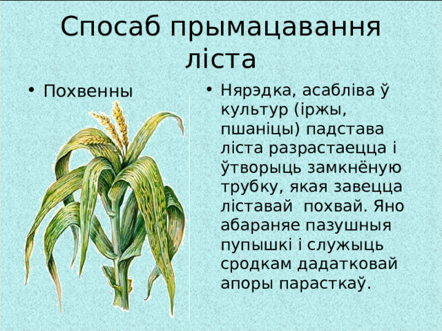Спосаб прымацавання ліста Похвенны Нярэдка, асабліва ў культур (іржы, пшаніцы) падстава ліста разрастаецца і ўтворыць замкнёную трубку, якая завецца ліставай похвай. Яно абараняе пазушныя пупышкі і служыць сродкам дадатковай апоры парасткаў.   