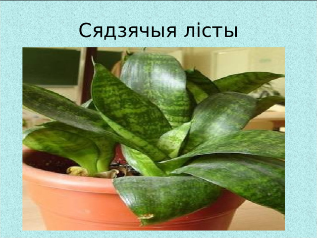 Сядзячыя лісты 