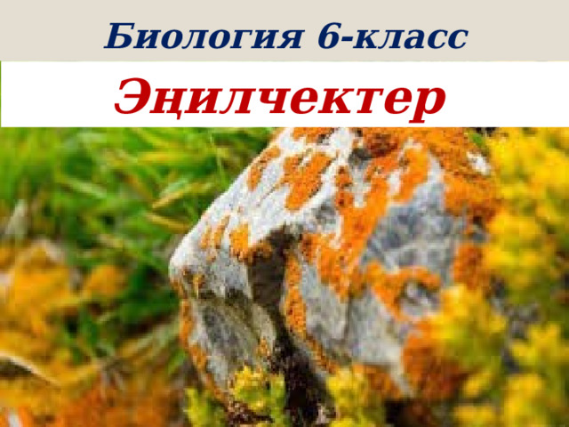 Биология 6-класс Эңилчектер Эңилчектер 