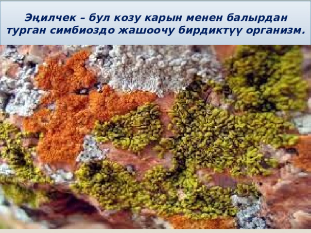 Эңилчек – бул козу карын менен балырдан турган симбиоздо жашоочу бирдиктүү организм. . 