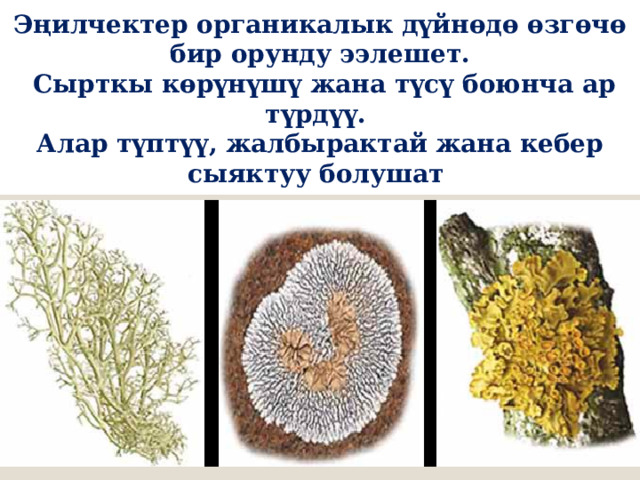 Эңилчектер органикалык дүйнөдө өзгөчө бир орунду ээлешет.  Сырткы көрүнүшү жана түсү боюнча ар түрдүү. Алар түптүү, жалбырактай жана кебер сыяктуу болушат 