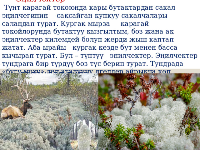  Эңилчектер  Түнт карагай токоюнда кары бутактардан сакал эңилчегинин саксайган купкуу сакалчалары салаңдап турат. Кургак мырза карагай токойлорунда бутактуу кызгылтым, боз жана ак эңилчектер килемдей болуп жерди жыш каптап жатат. Аба ырайы кургак кезде бут менен басса кычырап турат. Бул – түптүү энилчектер. Эңилчектер тундрага бир түрдүү боз түс берип турат. Тундрада «бугу моху» деп аталуучу ягелдер айрыкча көп Эңилчектер Түнт карагай токоюнда кары бутактардан сакал эңилчегинин саксайган купкуу сакалчалары салаңдап тура 