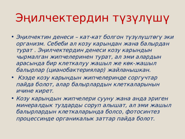Эңилчектердин түзүлүшү Эңилчектин денеси – кат-кат болгон түзүлүштөгү эки организм. Себеби ал козу карындан жана балырдан турат . Эңилчектердин денеси козу карындын чырмалган жипчелеринен турат, ал эми алардын арасында бир клеткалуу жашыл же көк-жашыл балырлар (цианобактериялар) жайланышкан.  Кээде козу карындын жипчелеринде соргучтар пайда болот, алар балырлардын клеткаларынын ичине кирет. Козу карындын жипчелери сууну жана анда эриген минералдык туздарды соруп алышат, ал эми жашыл балырлардын клеткаларында болсо, фотосинтез процессинде органикалык заттар пайда болот . 
