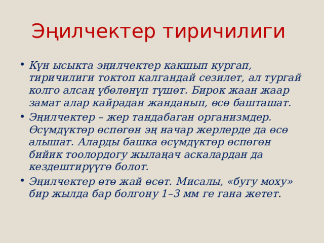 Эңилчектер тиричилиги Күн ысыкта эңилчектер какшып кургап, тиричилиги токтоп калгандай сезилет, ал тургай колго алсаң үбөлөнүп түшөт. Бирок жаан жаар замат алар кайрадан жанданып, өсө башташат. Эңилчектер – жер тандабаган организмдер. Өсүмдүктөр өспөгөн эң начар жерлерде да өсө алышат. Аларды башка өсүмдүктөр өспөгөн бийик тоолордогу жылаңач аскалардан да кездештирүүгө болот. Эңилчектер өтө жай өсөт. Мисалы, «бугу моху» бир жылда бар болгону 1–3 мм ге гана жетет . 