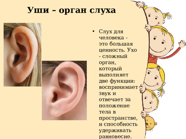 Уши – орган слуха Слух для человека - это большая ценность. Ухо - сложный орган, который выполняет две функции: воспринимает звук и отвечает за положение тела в пространстве, и способность удерживать равновесие. 