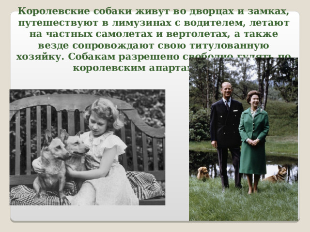 Королевские собаки живут во дворцах и замках, путешествуют в лимузинах с водителем, летают на частных самолетах и вертолетах, а также везде сопровождают свою титулованную хозяйку. Собакам разрешено свободно гулять по королевским апартаментам. 