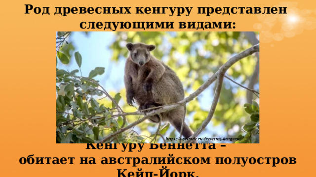 Род древесных кенгуру представлен  следующими видами: Кенгуру Беннетта –  обитает на австралийском полуостров Кейп-Йорк. 