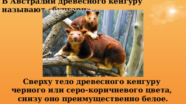 В Австралии древесного кенгуру называют «бунгари». Сверху тело древесного кенгуру черного или серо-коричневого цвета, снизу оно преимущественно белое. 