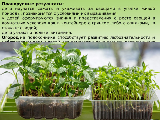 Планируемые результаты : дети научатся сажать и ухаживать за овощами в уголке живой природы, познакомятся с условиями их выращивания; у детей сформируются знания и представления о росте овощей в комнатных условиях как в контейнере с грунтом либо с опилками, в стакане с водой; дети узнают о пользе витамина. Огород  на подоконнике способствует развитию любознательности и наблюдательности у детей, это помогает лучше познать растительную жизнь. 