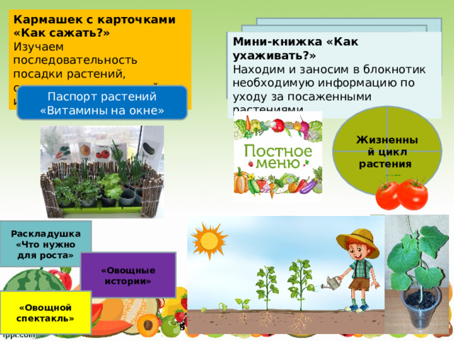 Кармашек с карточками «Как сажать?»   Изучаем последовательность посадки растений, составляем правильный ряд из картинок. Мини-книжка «Как ухаживать?»  Находим и заносим в блокнотик необходимую информацию по уходу за посаженными растениями. Паспорт растений «Витамины на окне» Жизненный цикл растения Раскладушка «Что нужно для роста» «Овощные истории» «Овощной спектакль» 