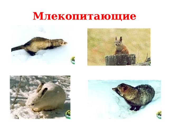 Млекопитающие  