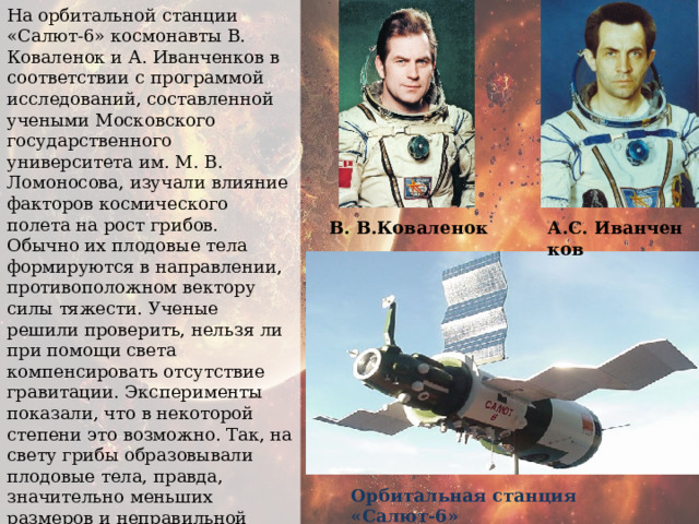 На орбитальной станции «Салют-6» космонавты В. Коваленок и А. Иванченков в соответствии с программой исследований, составленной учеными Московского государственного университета им. М. В. Ломоносова, изучали влияние факторов космического полета на рост грибов. Обычно их плодовые тела формируются в направлении, противоположном вектору силы тяжести. Ученые решили проверить, нельзя ли при помощи света компенсировать отсутствие гравитации. Эксперименты показали, что в некоторой степени это возможно. Так, на свету грибы образовывали плодовые тела, правда, значительно меньших размеров и неправильной формы — их ножки завивались вокруг оси. В то же время в темноте грибы не формировали плодовых тел. А.С. Иванченков В. В.Коваленок Орбитальная станция «Салют-6» 
