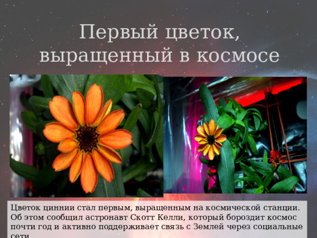Первый цветок, выращенный в космосе Цветок циннии стал первым, выращенным на космической станции.   Об этом сообщил астронавт Скотт Келли, который бороздит космос почти год и активно поддерживает связь с Землей через социальные сети. 