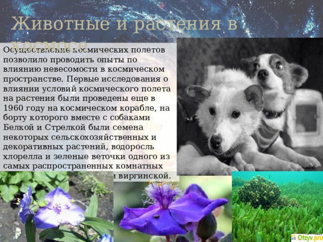 Животные и растения в космосе Осуществление космических полетов позволило проводить опыты по влиянию невесомости в космическом пространстве. Первые исследования о влиянии условий космического полета на растения были проведены еще в 1960 году на космическом корабле, на борту которого вместе с собаками Белкой и Стрелкой были семена некоторых сельскохозяйственных и декоративных растений, водоросль хлорелла и зеленые веточки одного из самых распространенных комнатных растений — традесканции виргинской. 