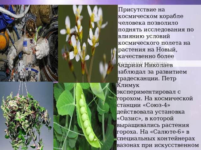 Присутствие на космическом корабле человека позволило поднять исследования по влиянию условий космического полета на растения на Новый, качественно более высокий уровень. Андриан Николаев наблюдал за развитием традесканции. Петр Климук экспериментировал с горохом. На космической станции «Союз-4» действовала установка «Оазис», в которой выращивались растения гороха. На «Салюте-6» в специальных контейнерах вазонах при искусственном освещении зеленел лук. Отдельные луковицы образовали до 14 листьев-перьев. 