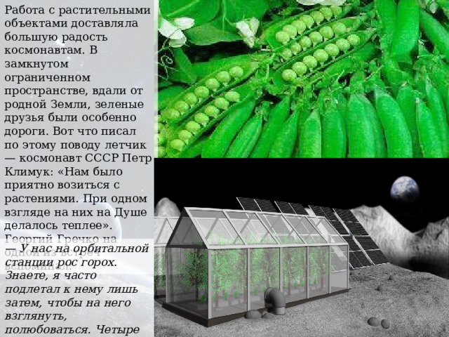 Работа с растительными объектами доставляла большую радость космонавтам. В замкнутом ограниченном пространстве, вдали от родной Земли, зеленые друзья были особенно дороги. Вот что писал по этому поводу летчик — космонавт СССР Петр Климук: «Нам было приятно возиться с растениями. При одном взгляде на них на Душе делалось теплее». Георгий Гречко на одной из встреч вспоминал: — У нас на орбитальной станции рос горох. Знаете, я часто подлетал к нему лишь затем, чтобы на него взглянуть, полюбоваться. Четыре стебля были для нас рощей, лесом…  