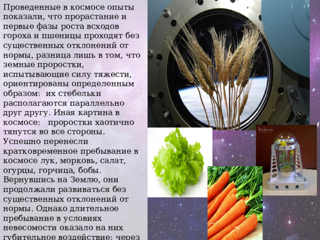 Проведенные в космосе опыты показали, что прорастание и первые фазы роста всходов гороха и пшеницы проходят без существенных отклонений от нормы, разница лишь в том, что земные проростки, испытывающие силу тяжести, ориентированы определенным образом:  их стебельки располагаются параллельно друг другу. Иная картина в космосе:   проростки хаотично тянутся во все стороны. Успешно перенесли кратковременное пребывание в космосе лук, морковь, салат, огурцы, горчица, бобы. Вернувшись на Землю, они продолжали развиваться без существенных отклонений от нормы. Однако длительное пребывание в условиях невесомости оказало на них губительное воздействие: через две-три недели они начинали увядать, подобно тому, как они погибали на клиностате. 