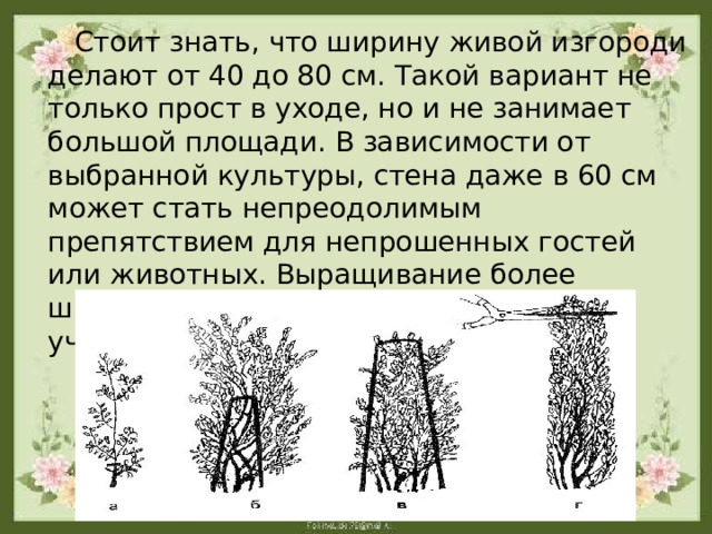  Стоит знать, что ширину живой изгороди делают от 40 до 80 см. Такой вариант не только прост в уходе, но и не занимает большой площади. В зависимости от выбранной культуры, стена даже в 60 см может стать непреодолимым препятствием для непрошенных гостей или животных. Выращивание более широкого забора целесообразно на участках с большой территорией. 