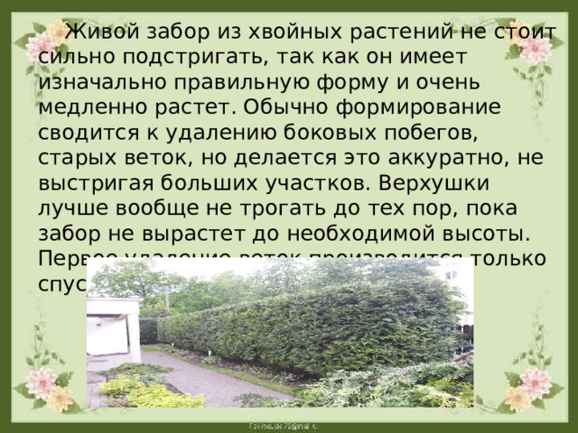  Живой забор из хвойных растений не стоит сильно подстригать, так как он имеет изначально правильную форму и очень медленно растет. Обычно формирование сводится к удалению боковых побегов, старых веток, но делается это аккуратно, не выстригая больших участков. Верхушки лучше вообще не трогать до тех пор, пока забор не вырастет до необходимой высоты. Первое удаление веток производится только спустя год после посадки. 
