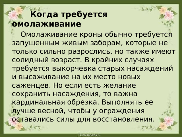  Когда требуется омолаживание  Омолаживание кроны обычно требуется запущенным живым заборам, которые не только сильно разрослись, но также имеют солидный возраст. В крайних случаях требуется выкорчевка старых насаждений и высаживание на их место новых саженцев. Но если есть желание сохранить насаждения, то важна кардинальная обрезка. Выполнять ее лучше весной, чтобы у ограждения оставались силы для восстановления.   