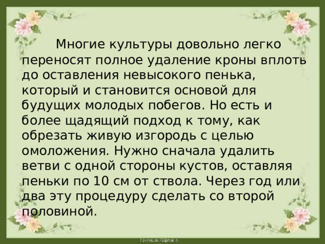  Многие культуры довольно легко переносят полное удаление кроны вплоть до оставления невысокого пенька, который и становится основой для будущих молодых побегов. Но есть и более щадящий подход к тому, как обрезать живую изгородь с целью омоложения. Нужно сначала удалить ветви с одной стороны кустов, оставляя пеньки по 10 см от ствола. Через год или два эту процедуру сделать со второй половиной. 