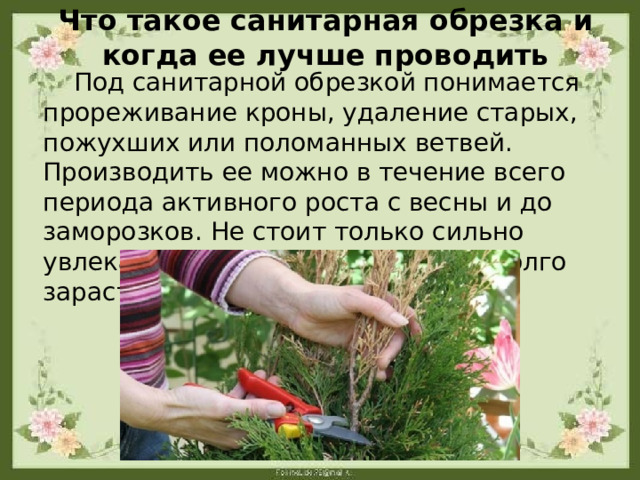 Что такое санитарная обрезка и когда ее лучше проводить  Под санитарной обрезкой понимается прореживание кроны, удаление старых, пожухших или поломанных ветвей. Производить ее можно в течение всего периода активного роста с весны и до заморозков. Не стоит только сильно увлекаться, так как проплешины долго зарастают. 