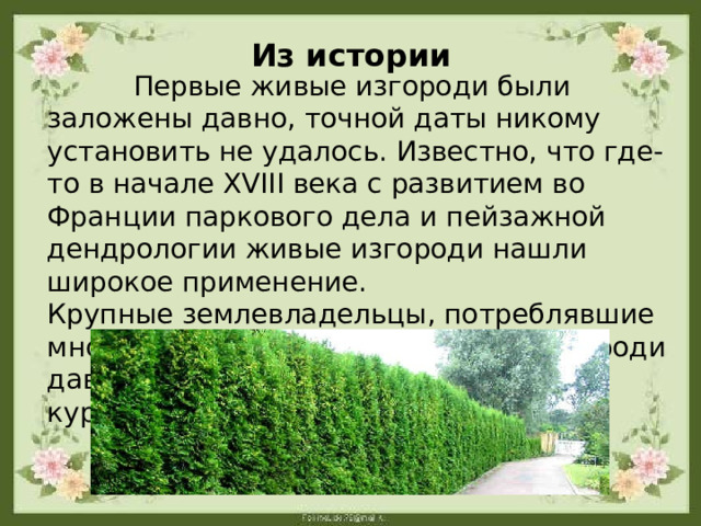 Из истории  Первые живые изгороди были заложены давно, точной даты никому установить не удалось. Известно, что где-то в начале XVIII века с развитием во Франции паркового дела и пейзажной дендрологии живые изгороди нашли широкое применение.  Крупные землевладельцы, потреблявшие много дичи, закладывали живые изгороди дававшие приют пернатым (фазанам, куропаткам и пр.).   