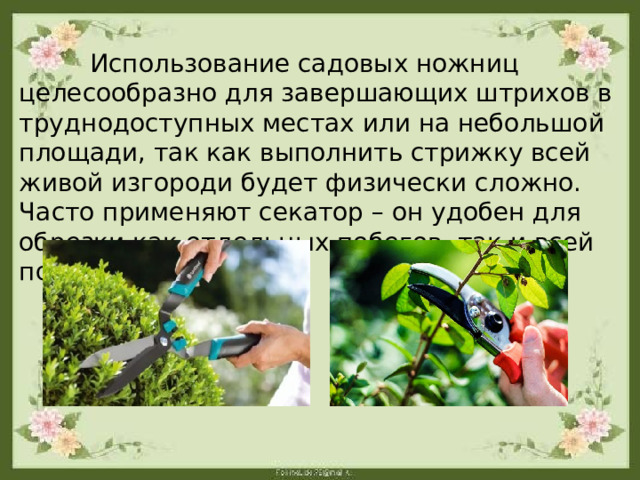  Использование садовых ножниц целесообразно для завершающих штрихов в труднодоступных местах или на небольшой площади, так как выполнить стрижку всей живой изгороди будет физически сложно. Часто применяют секатор – он удобен для обрезки как отдельных побегов, так и всей поверхности. 