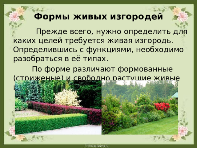 Формы живых изгородей  Прежде всего, нужно определить для каких целей требуется живая изгородь. Определившись с функциями, необходимо разобраться в её типах.   По форме различают формованные (стриженые) и свободно растущие живые изгороди.    