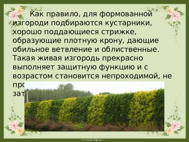  Как правило, для формованной изгороди подбираются кустарники, хорошо поддающиеся стрижке, образующие плотную крону, дающие обильное ветвление и облиственные. Такая живая изгородь прекрасно выполняет защитную функцию и с возрастом становится непроходимой, не пропускает лишние взгляды, создаёт затишье и уединение внутри участка.    